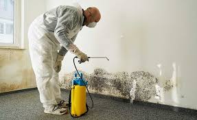 Why You Should Choose Our Mold Remediation Services in Hartford, IL